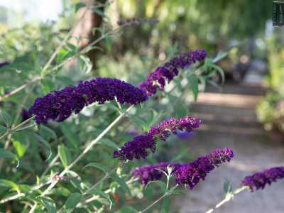 ...buddleja viola...